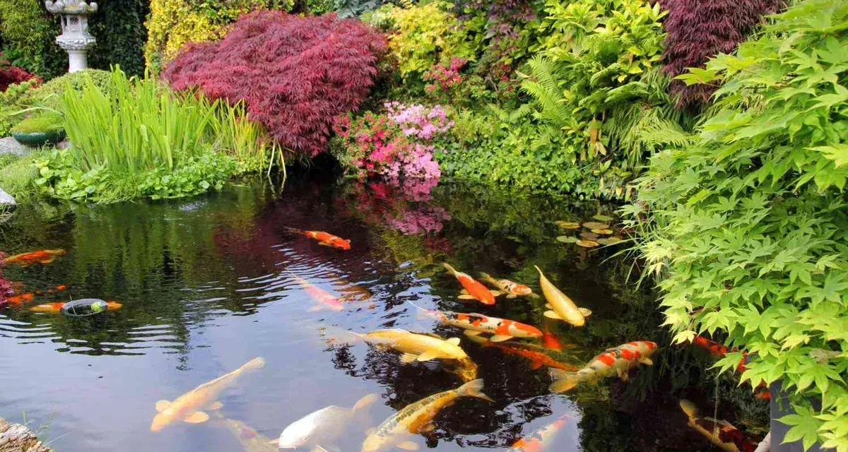 En vacker damm med simmande koi-fiskar och frodig grönska. En perfekt plats för damm inspiration och lugn.