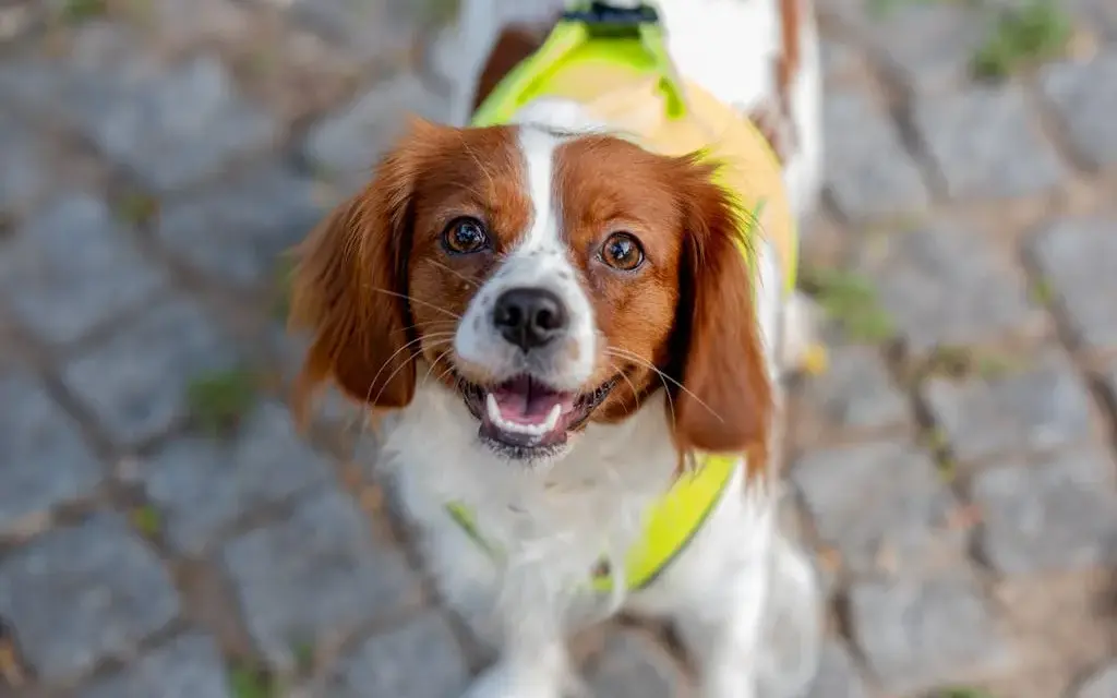 Spaniel włosy czy sierść - poznaj kluczowe różnice w pielęgnacji