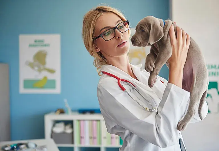 Kiedy pierwsza wizyta u weterynarza z psem, aby uniknąć problemów zdrowotnych