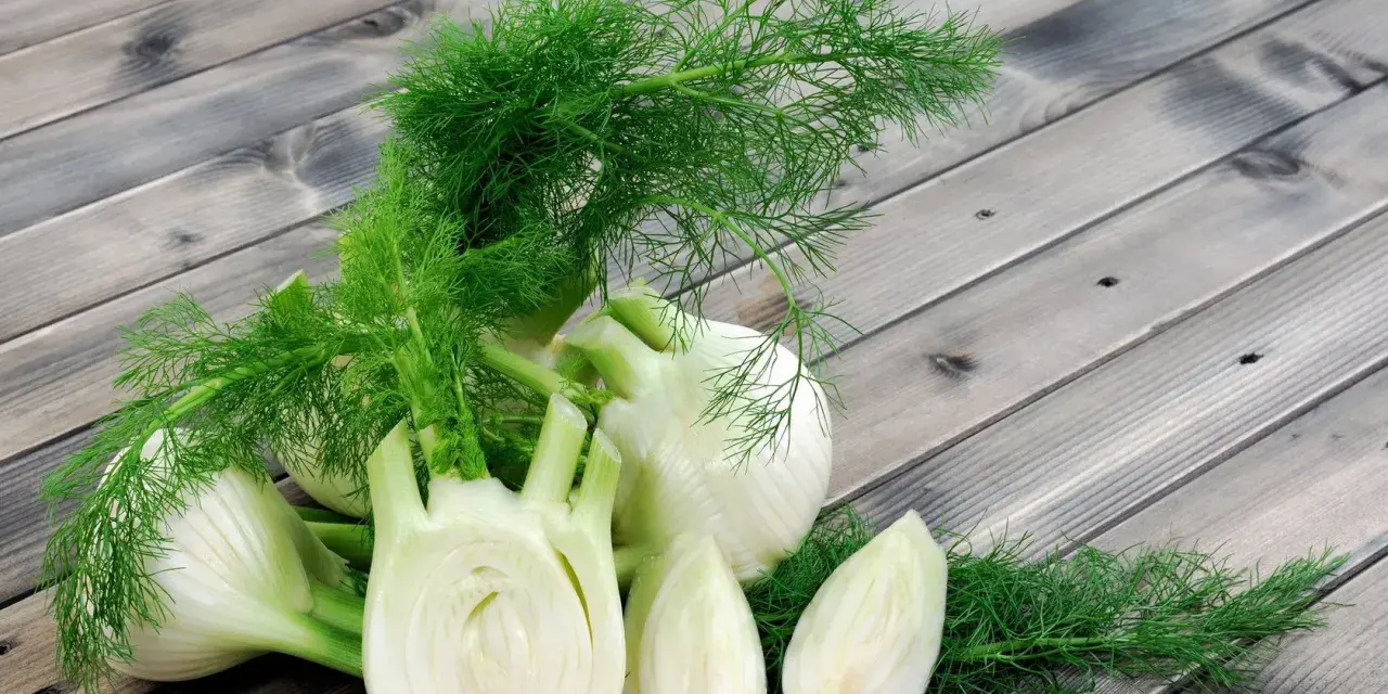 Frischer Fenchel, oft als wohltuend in der Schwangerschaft empfohlen, liegt auf einer Holzoberfläche.