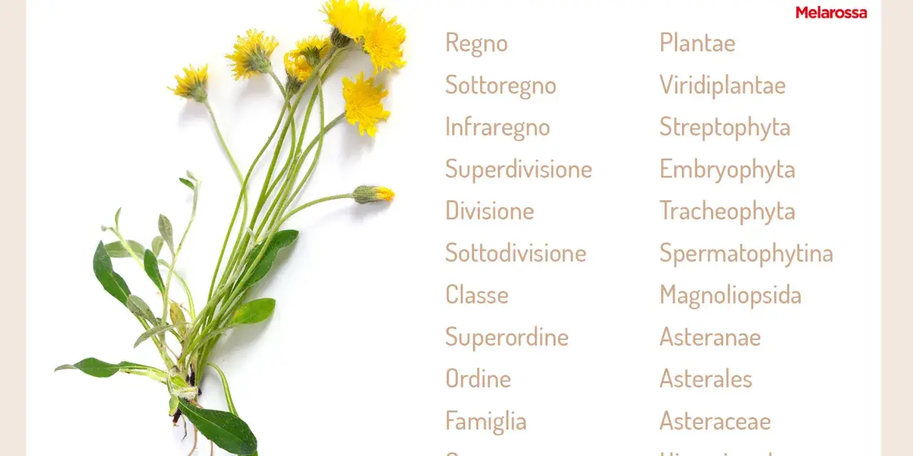 Pilosella: un fiore giallo con dettagli sulla sua classificazione botanica. Scopri a cosa serve questa pianta.