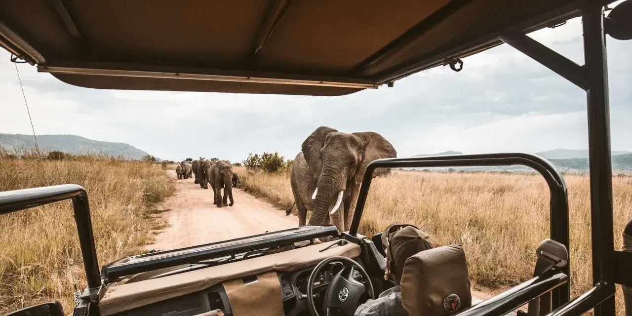 Niesamowite safari w Afryce! Słoń idzie prosto w stronę samochodu, a za nim cała rodzina. Niezapomniane przeżycie.