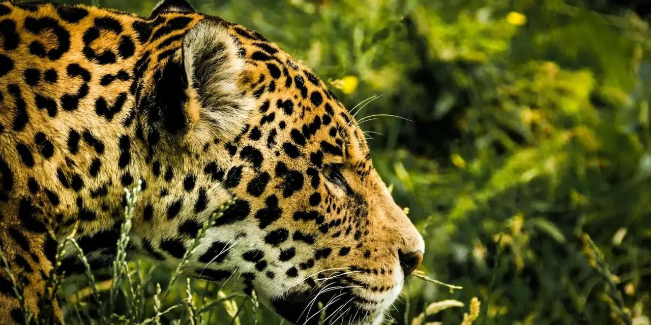 Piękny jaguar w swoim naturalnym środowisku, wśród bujnej zieleni Pantanalu. Jego cętkowana sierść idealnie wtapia się w otoczenie.