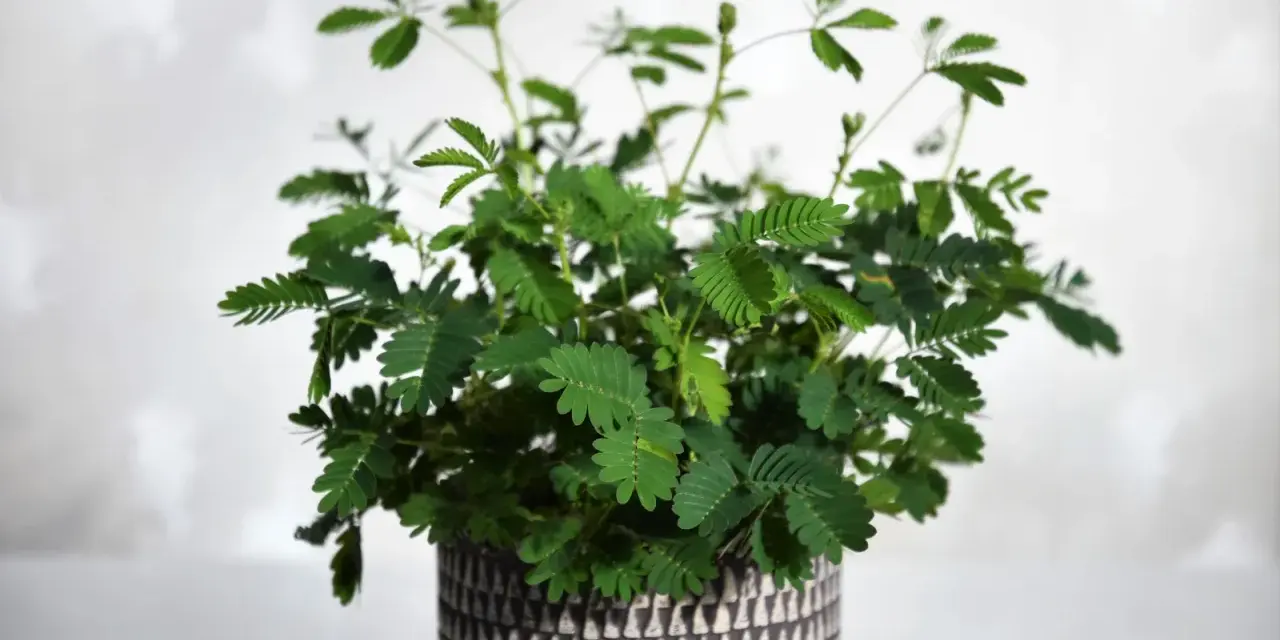 Roślina mimosa pudica w ozdobnej doniczce, z liśćmi reagującymi na dotyk.