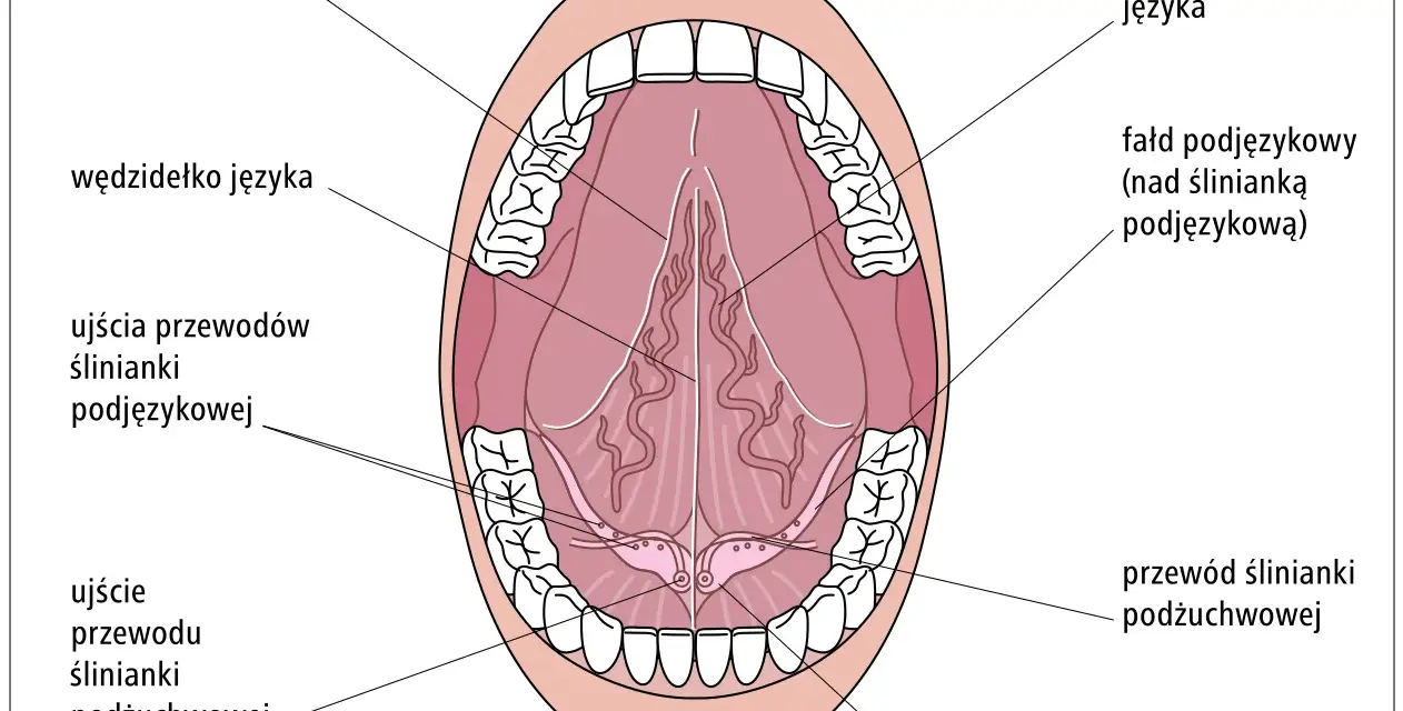 Anatomia jamy ustnej: widok od dołu, z zaznaczonymi śliniankami podjęzykowymi, ich przewodami i ujściami.