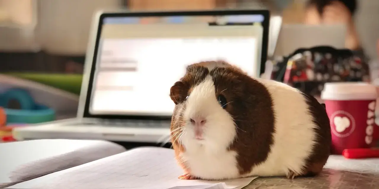 Urocza, domowa świnka morska siedzi na zeszycie obok laptopa, jakby pomagała w nauce.