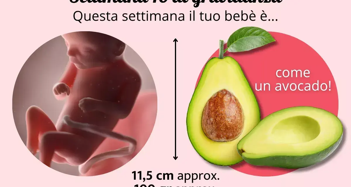 Il tuo bebè ha 16 settimane, circa 4 mesi di gravidanza, e misura come un avocado.