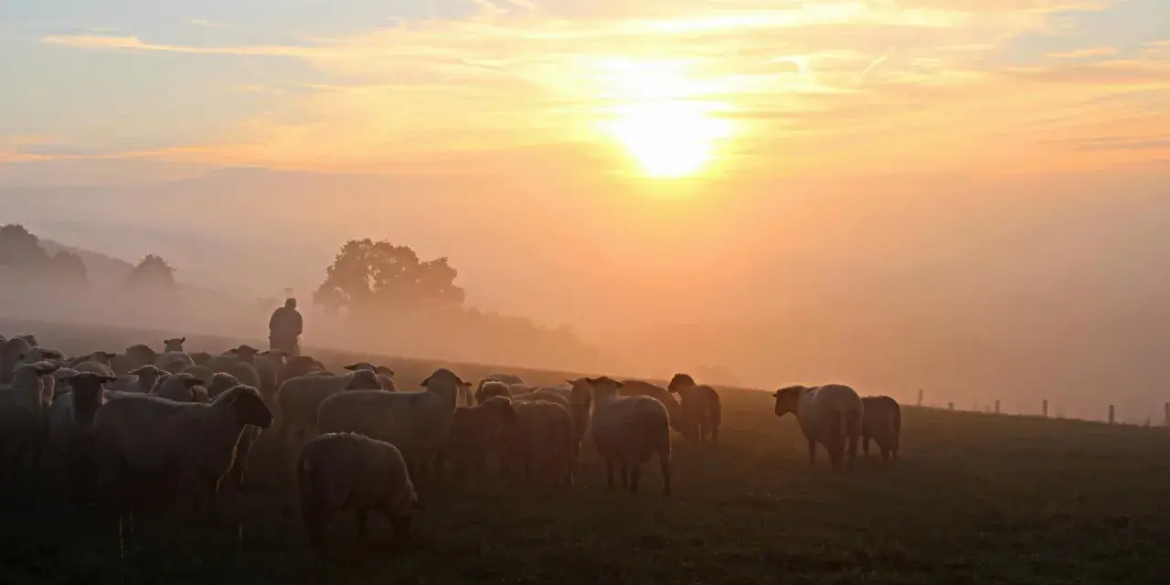 Pasterz prowadzi stado owiec przez mglisty poranek, słońce wschodzi, tworząc ciepłą, złotą poświatę, jak w psalm 72.