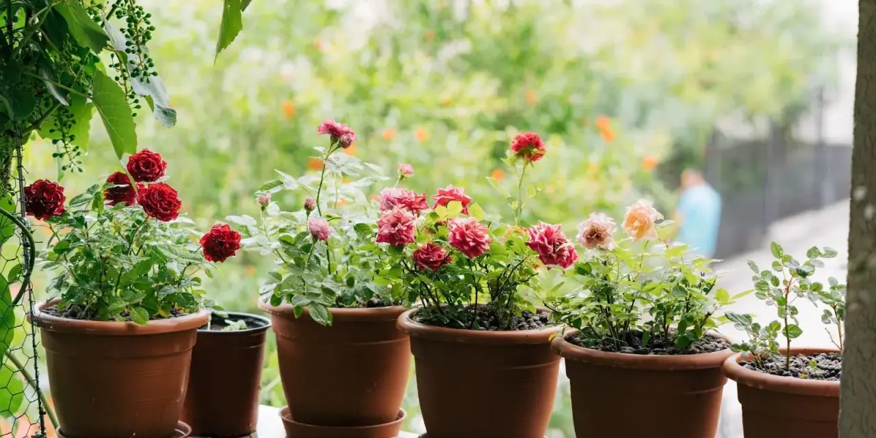 Vackra rosor i krukor på en balkong. En person plantera ros och njuter av blommorna.