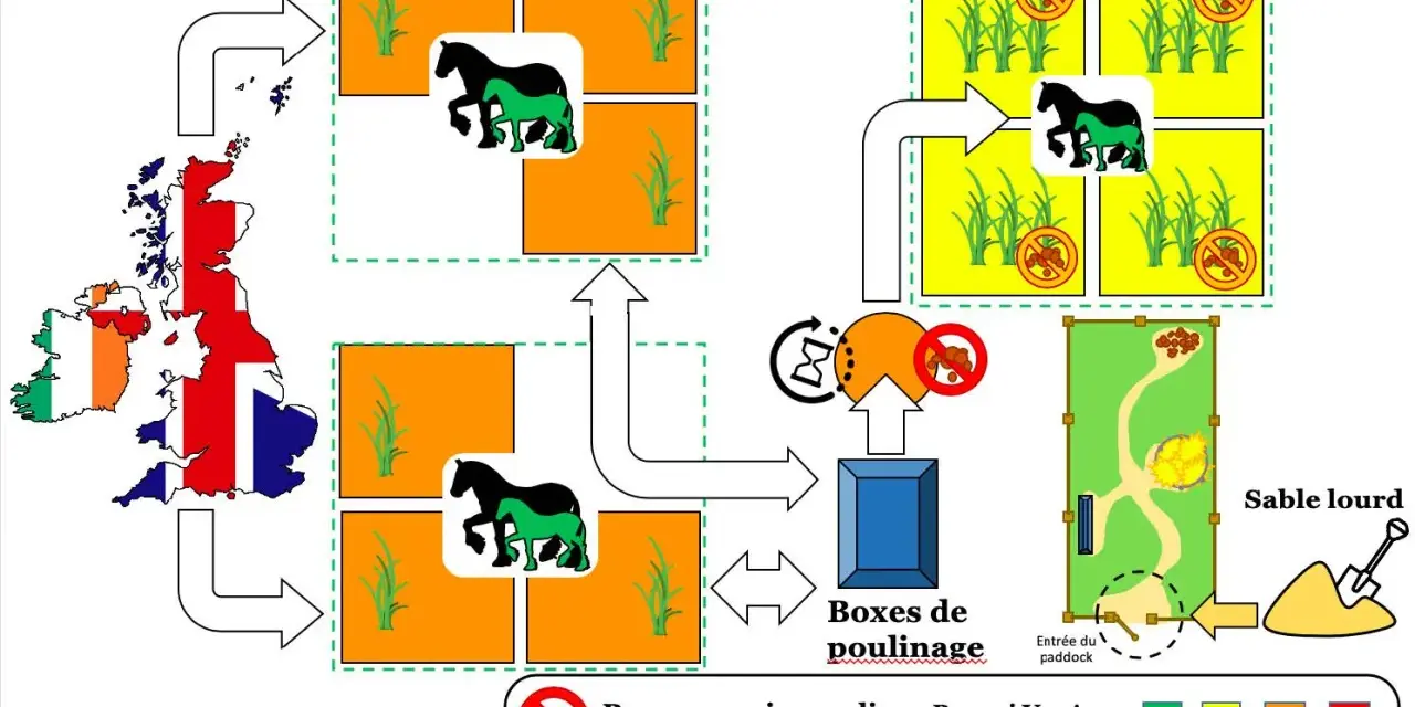 Schéma illustrant la gestion des zones A et B pour prévenir la rhodococcose chez un poulain.
