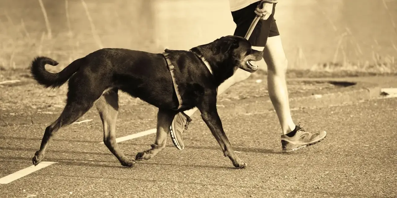 Un homme et son chien courent ensemble sur un chemin. Le chien, noir et portant un harnais, trotte joyeusement à côté de son maître.