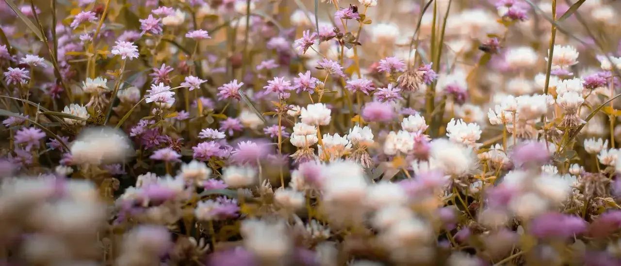 Un campo di fiori di trifoglio rosa e bianco. I fiori di Bach a cosa servono? A ritrovare l'equilibrio interiore, come questi fiori donano serenità.