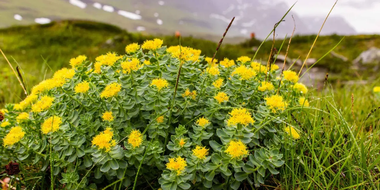 Un campo di fiori gialli di Rhodiola rosea in montagna, noti per i loro benefici adattogeni.