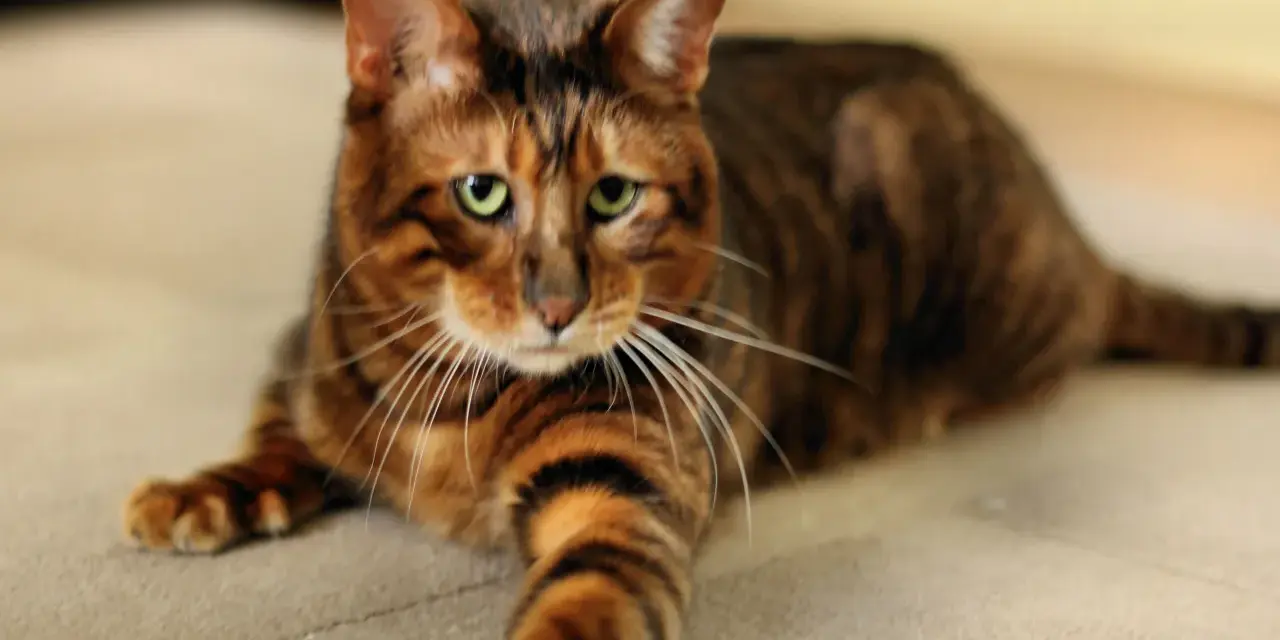 Piękny kot toyger o pręgowanym futrze leży na jasnym dywanie. Zastanawiasz się nad kot toyger cena?