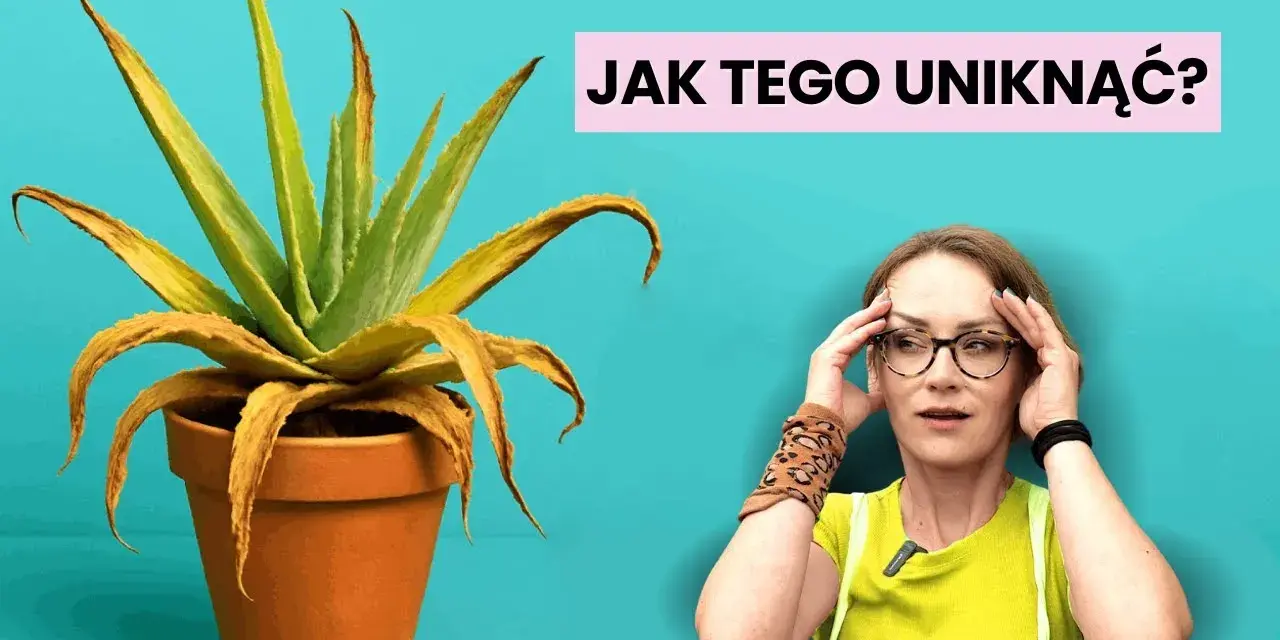 Jak sadzić aloes w doniczce, aby uniknąć najczęstszych błędów