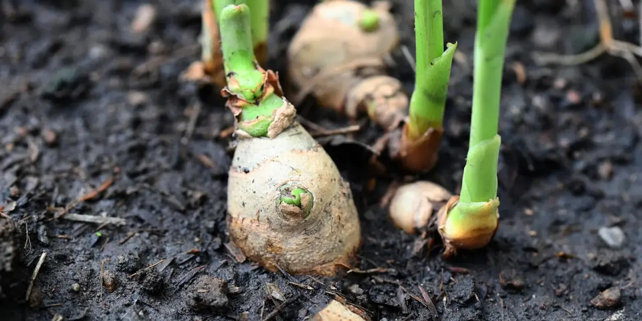 Frische Triebe sprießen aus den Rhizomen. Das ist der Beginn, ingwer pflanzen erfolgreich anzubauen.