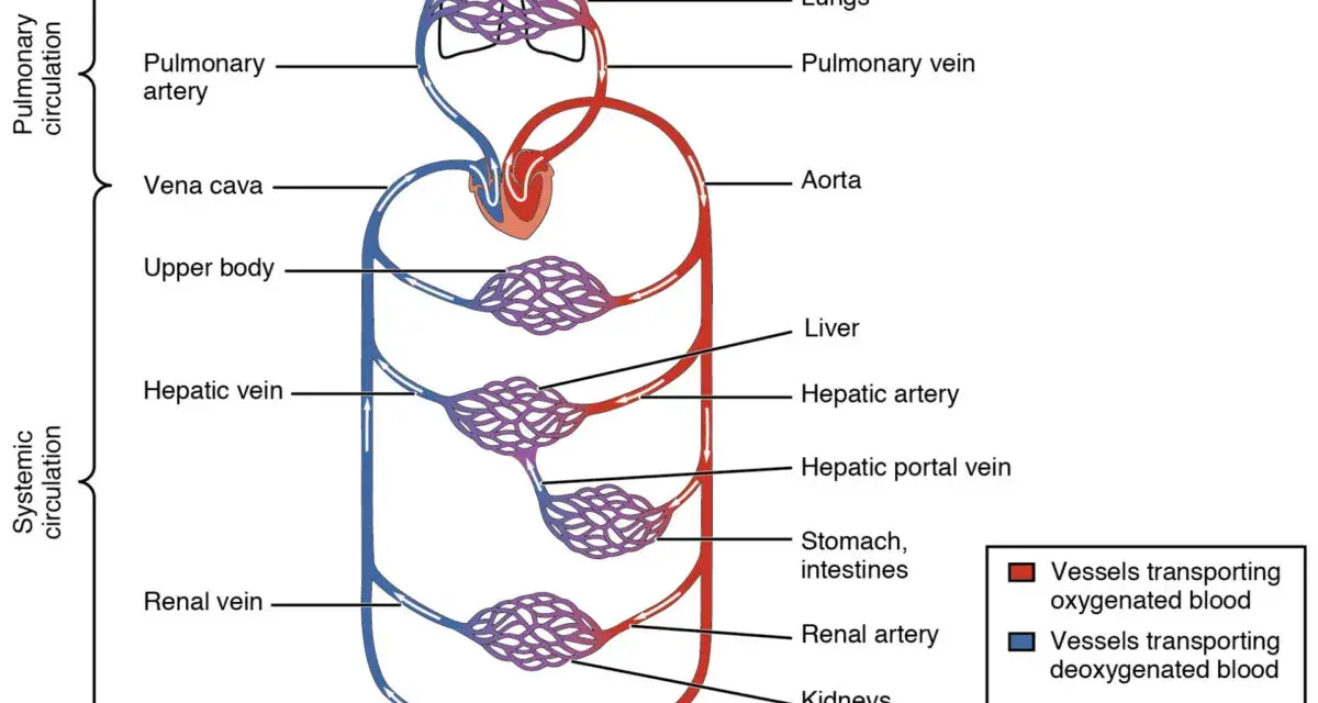 Schema des Herz-Kreislauf-Systems: Lungen, Herz, Aorta, Leber, Nieren, Magen, Darm und Körperteile. Rote Gefäße transportieren sauerstoffreiches, blaue sauerstoffarmes Blut.
