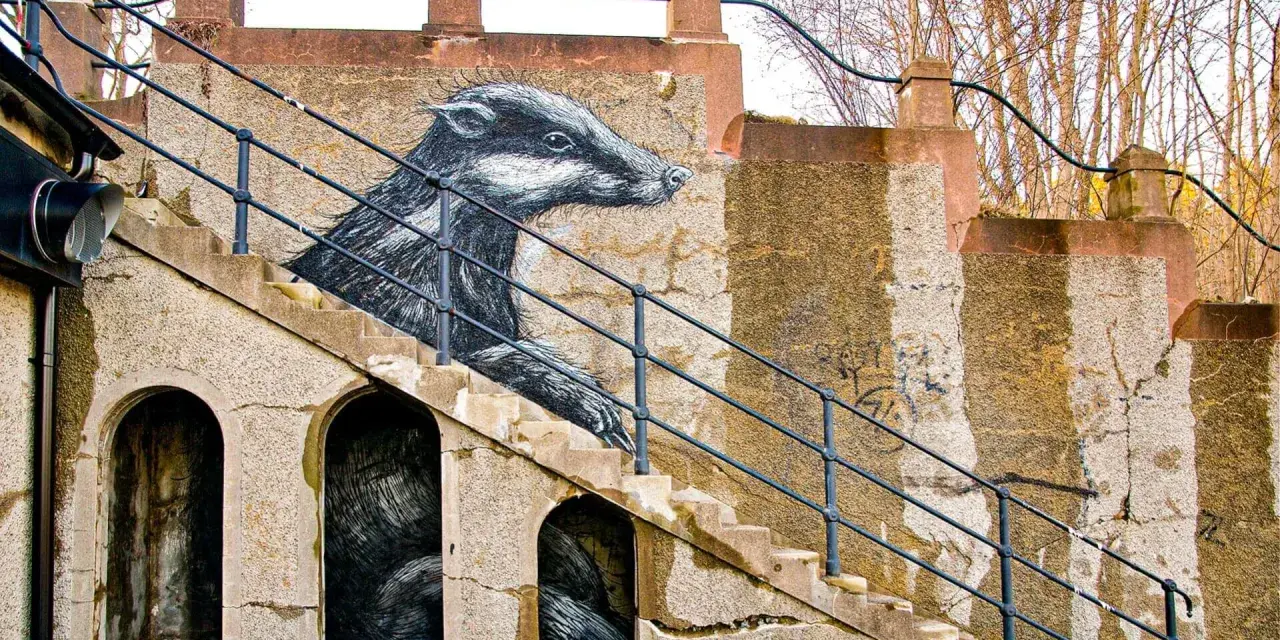 Enkel graffiti av en grävling som tittar fram ur en trappa. Konstverket är detaljerat och ger liv åt den annars slitna betongväggen.