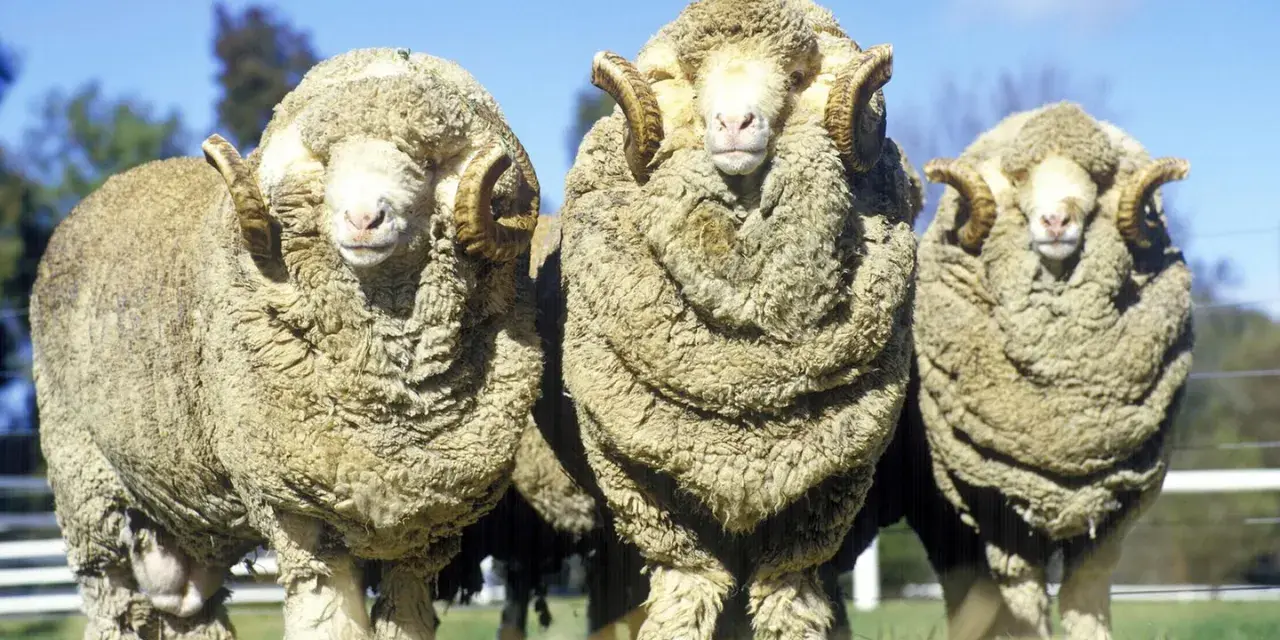 Drei Merinoschafe mit imposanten Hörnern stehen nebeneinander. Ihre dicke Wolle wirft Fragen auf bezüglich Merino Wolle Tierleid.