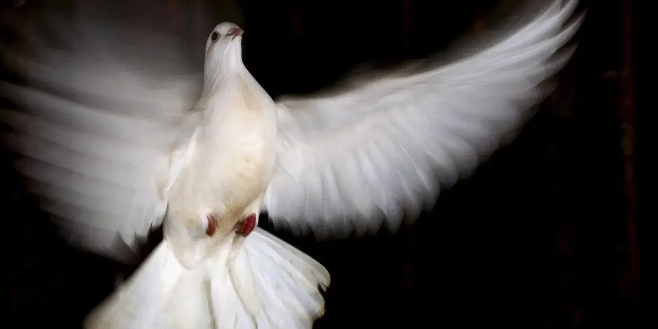 Weiße Taube im Flug, ein Symbol für den heiligen Geist.