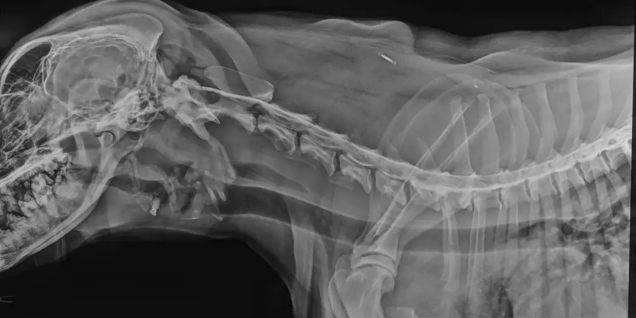 RTG kręgosłupa psa, widoczny implant. Rozważasz operację kręgosłupa u psa? Koszt może być wysoki, ale warto sprawdzić.