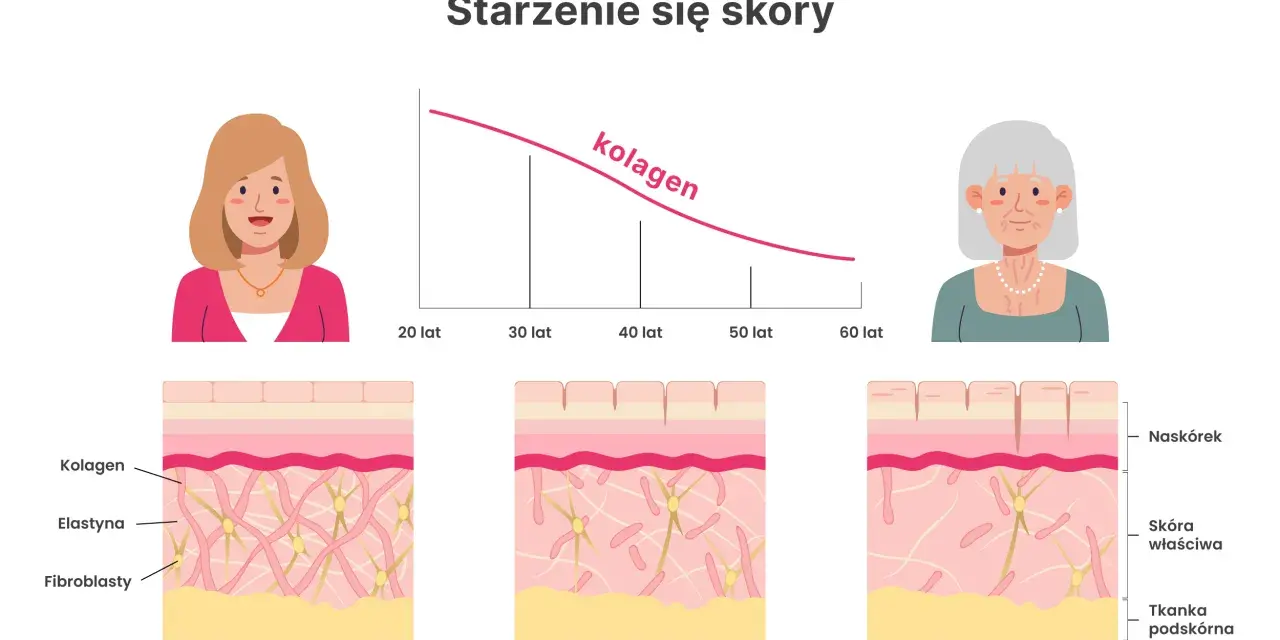 Wykres pokazuje, jak spada poziom kolagenu na skórę z wiekiem. Ilustracje ukazują zmiany w strukturze skóry, od młodej do starszej.