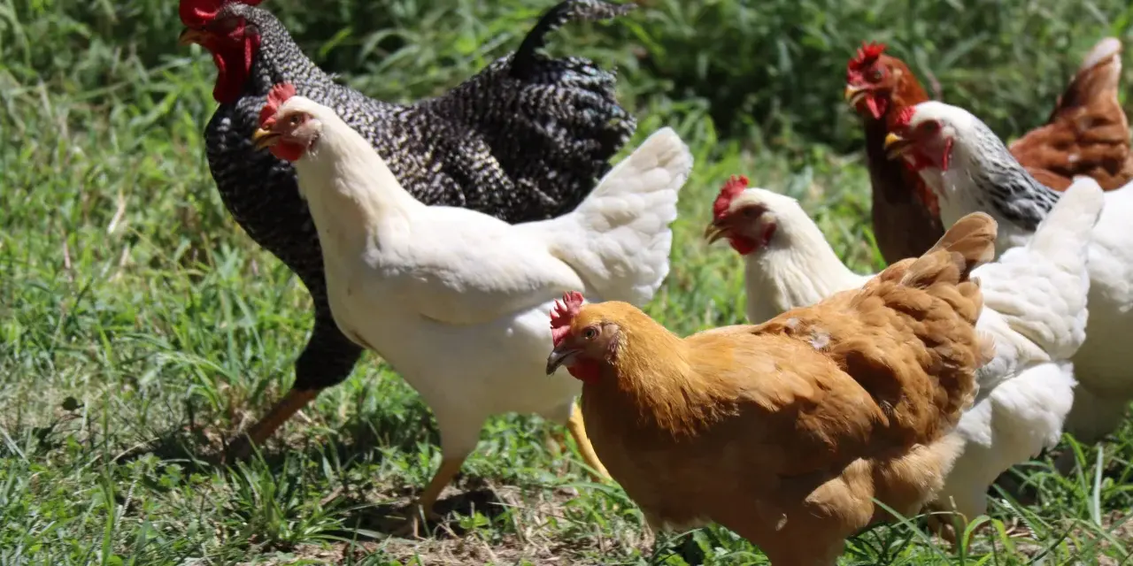 Un gallo nero e bianco guida una varietà di galline bianche, marroni e a strisce nell'erba.
