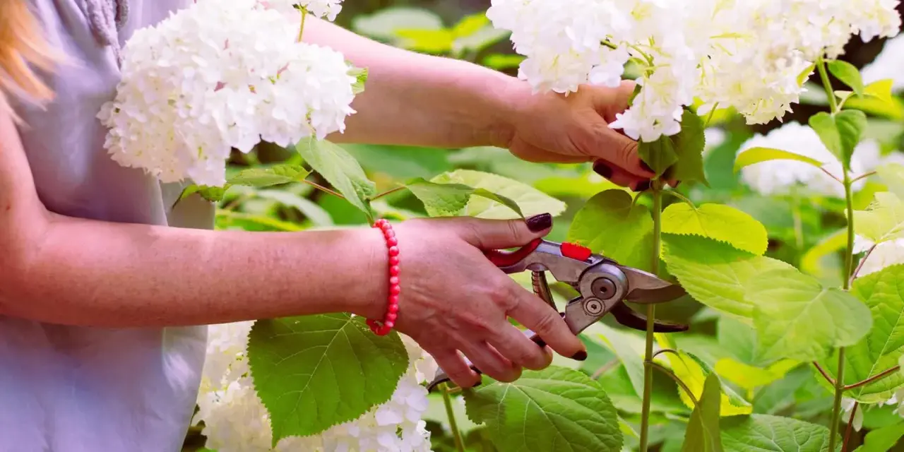Frau schneidet mit einer Gartenschere weiße Hortensien. Die Blüten sind üppig und weiß, die Blätter grün.