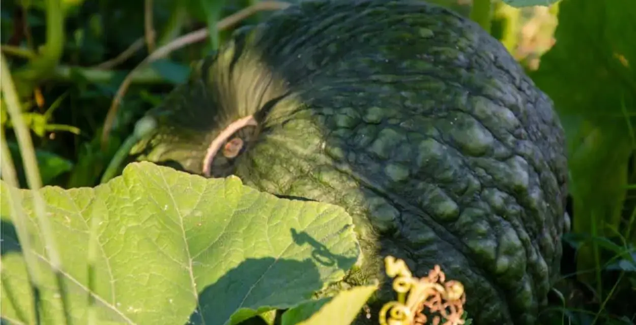 Zucche verdi e rugose, cresciute grazie a un ottimo concime per zucche, tra foglie rigogliose e un viticcio dorato.