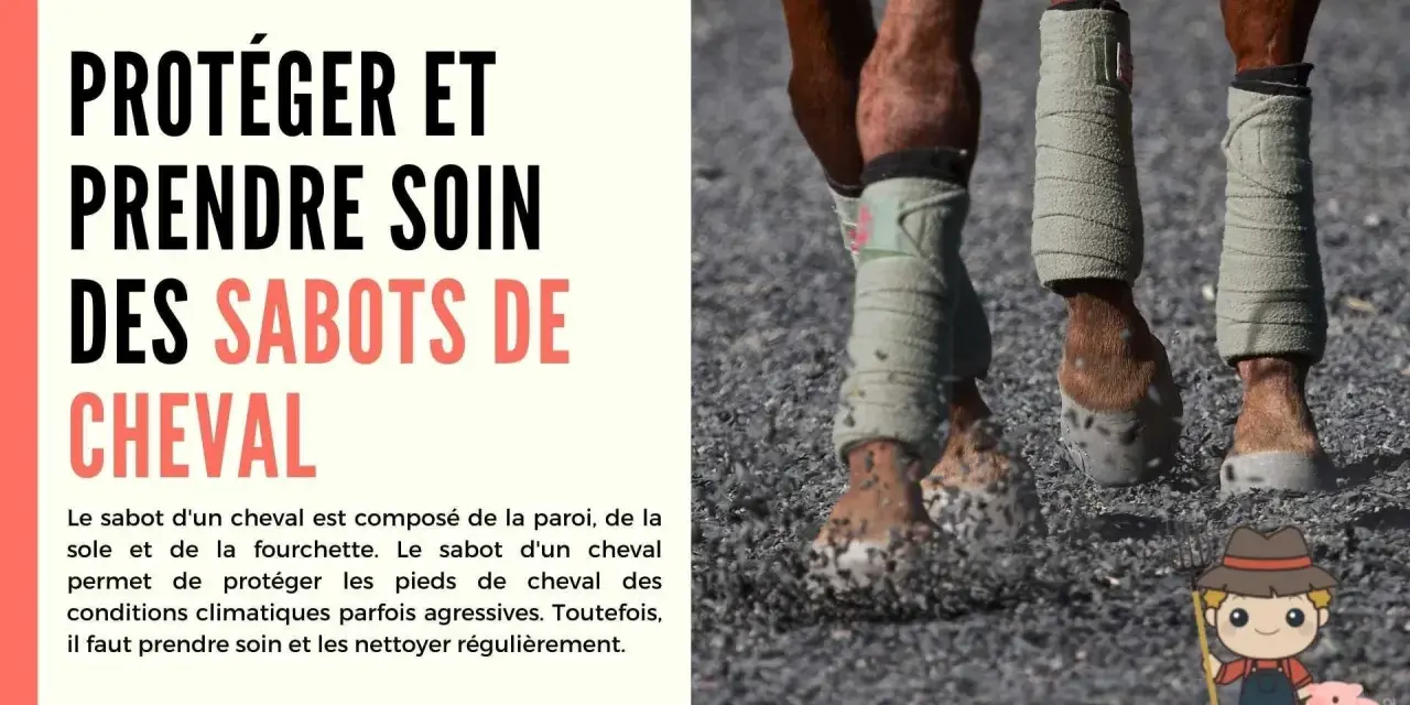 Gros plan sur les sabots d'un cheval, bandés pour la protection. Apprenez comment nettoyer une sole de sabot pour le bien-être de votre monture.