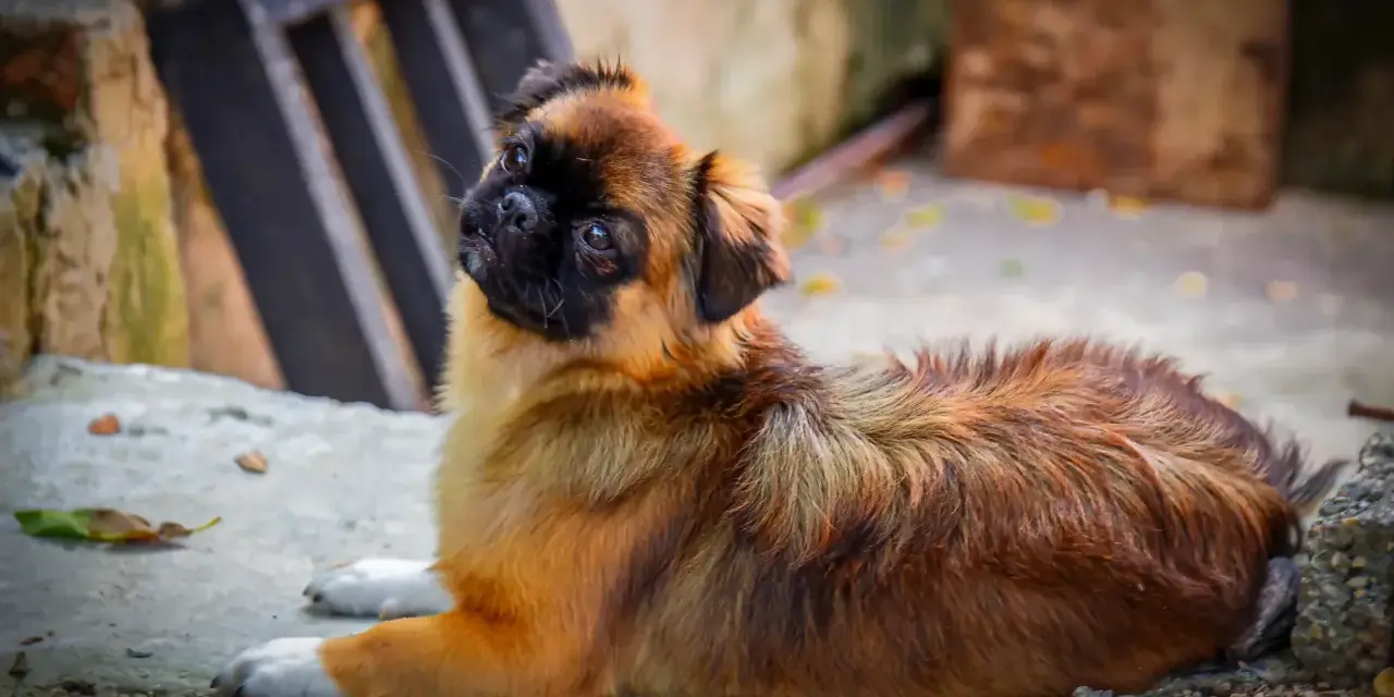 Uroczy spaniel tybetański leży na ziemi, ciekawie spoglądając w górę. Zastanawiasz się nad spaniel tybetański cena?