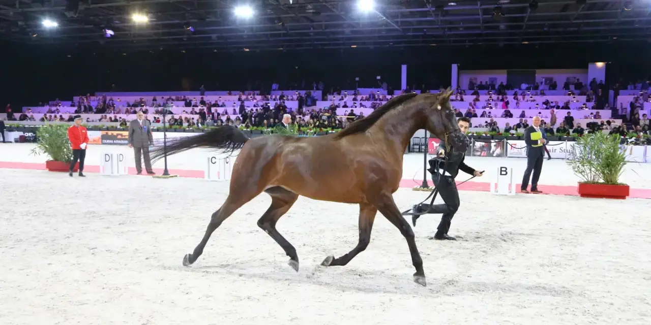 Un magnifique pur sang arabe en plein mouvement lors d'un show équestre, sous les regards d'un public nombreux.