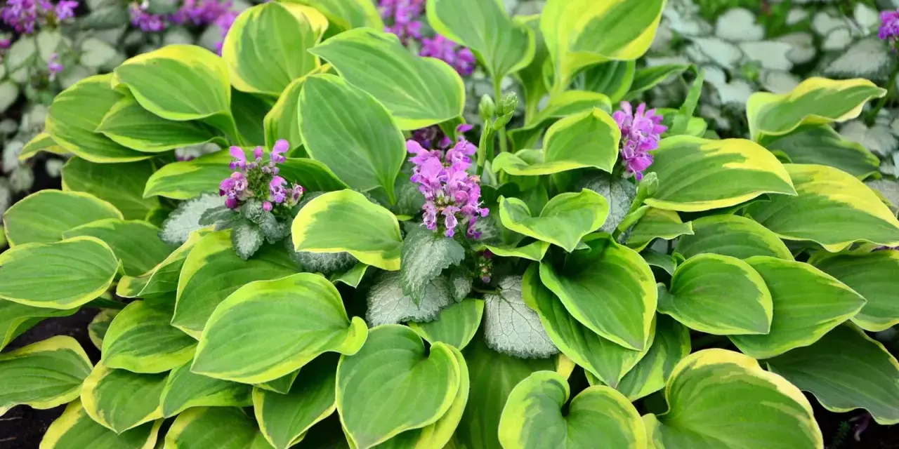 Bunte Hosta-Blätter mit lila Blüten. Ein schöner funkien standort im Garten.