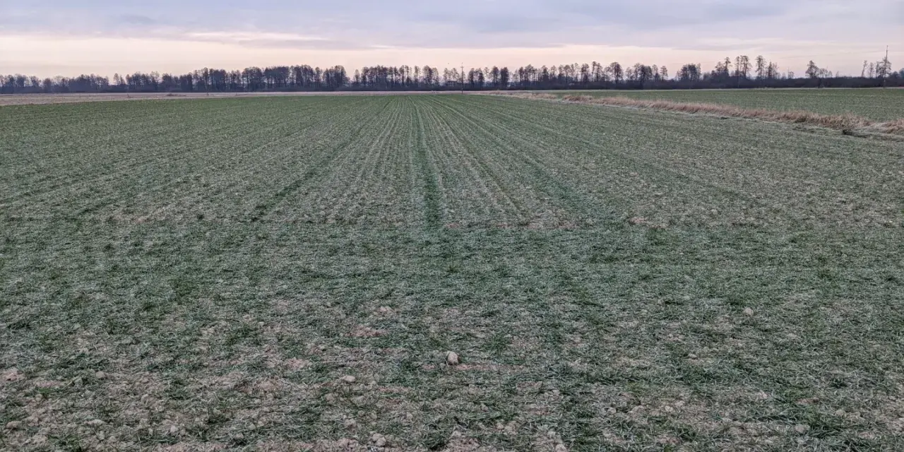 Zimowy krajobraz pól uprawnych na Lubelszczyźnie. Wartość ziemi rolnej w tym regionie jest kluczowa dla rolników.