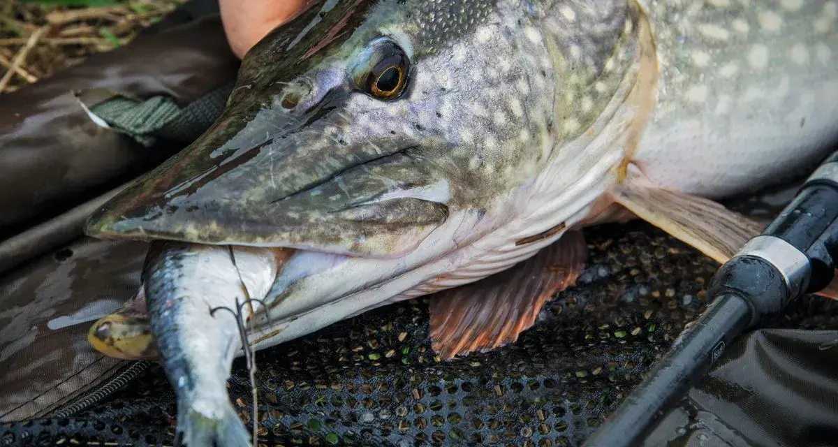 Ein großer Hecht mit einem kleineren Fisch im Maul, ein erfolgreicher Hecht Fang.
