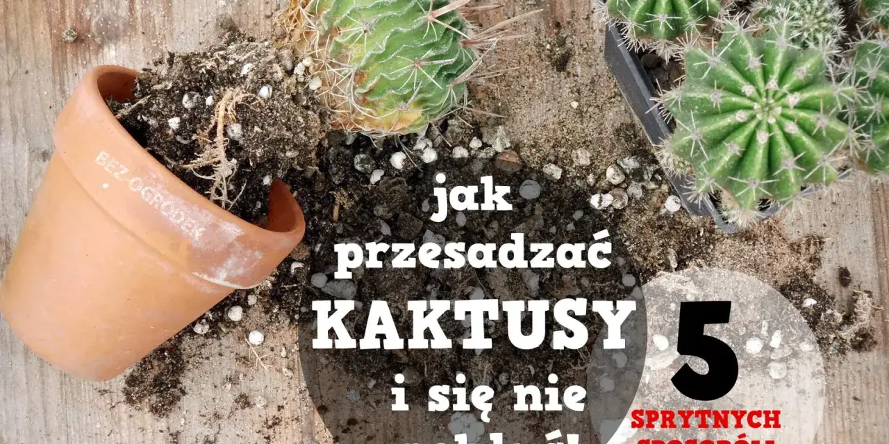Jak przesadzić kaktusa, by się nie pokłuć? Na drewnianym blacie leżą kaktusy, doniczka i ziemia.