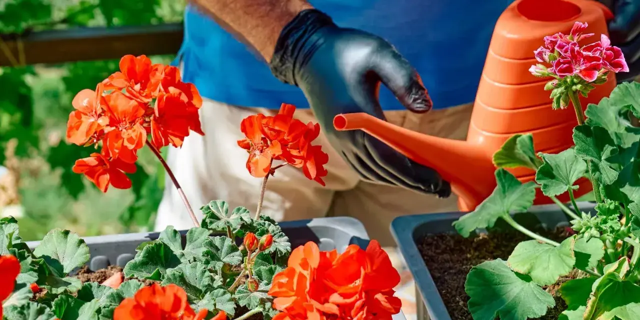 Ręce w czarnych rękawiczkach podlewają pelargonie z pomarańczowej konewki. Domowy nawóz do pelargonii zapewni im bujne kwitnienie.