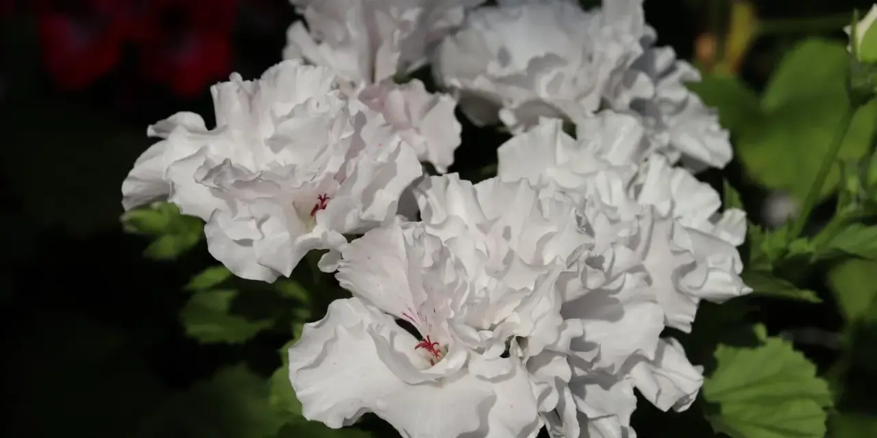 Kwitnące białe pelargonie, z delikatnymi różowymi akcentami, zachwycają. Czy pelargonia jest wieloletnia? Tak, przy odpowiedniej pielęgnacji może cieszyć oko przez lata.