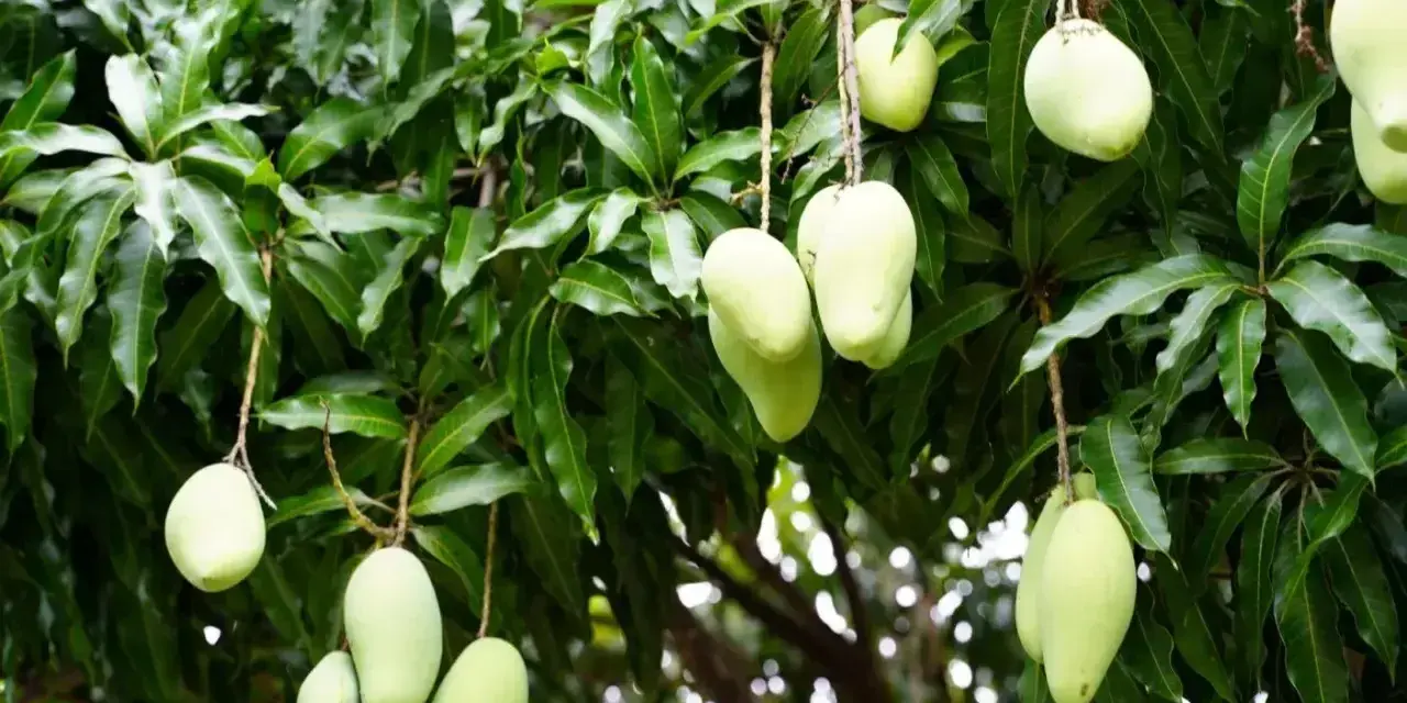 Zielone mango zwisające z drzewa. Czy mango to cytrus? Nie, to owoc pestkowy, choć równie pyszny!