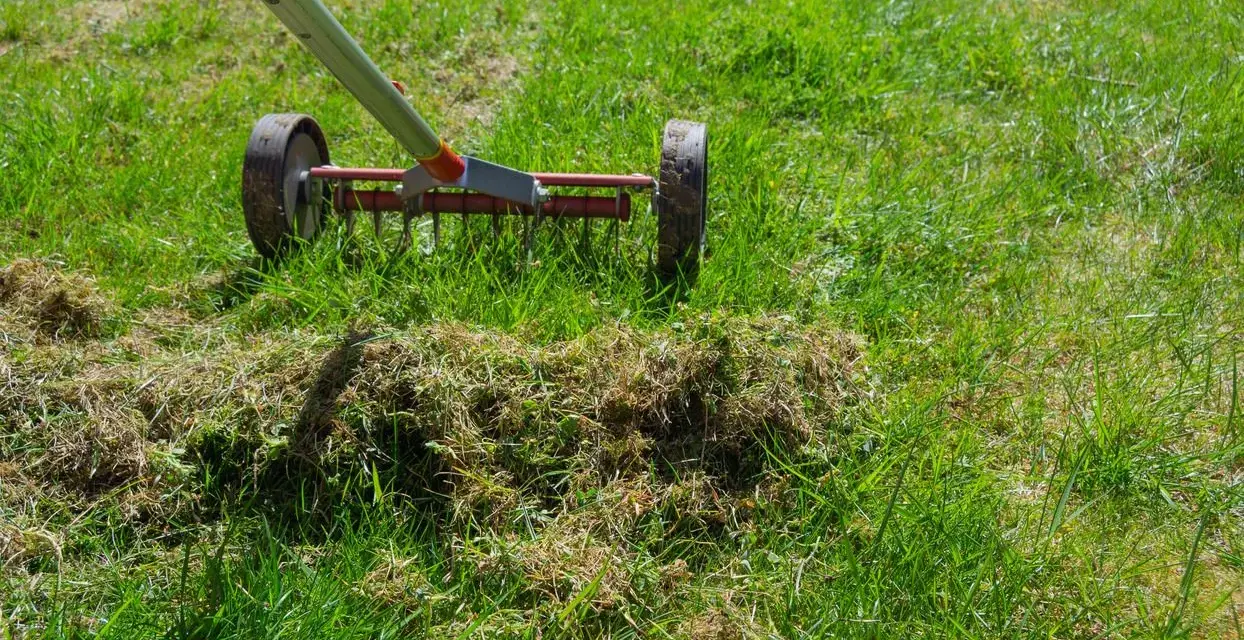 Ein Vertikutierer mit Rädern und Zinken entfernt Moos und Rasenfilz.