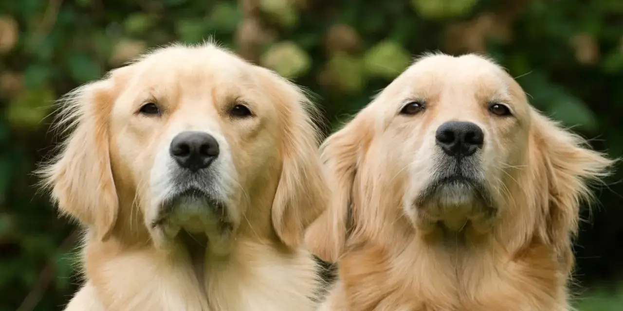 Dwa urocze szczenięta golden retriever patrzą w obiektyw, otoczone zielenią.