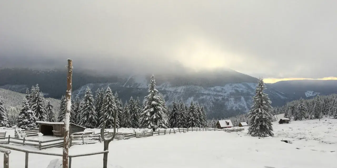Zimowy krajobraz w czeskich Karkonoszach. Śnieg pokrywa drzewa i polany, a w oddali widać góry.