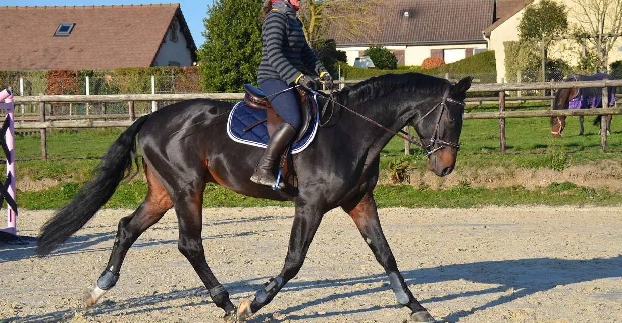 Une cavalière monte un cheval noir. Le cheval porte des protections aux membres, suggérant qu'il faut monter un cheval qui a de l'arthrose avec soin.