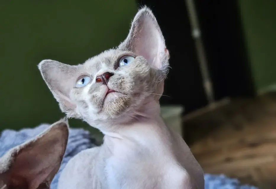 Gdzie znaleźć devon rex za darmo? Sprawdź oferty w Lublinie