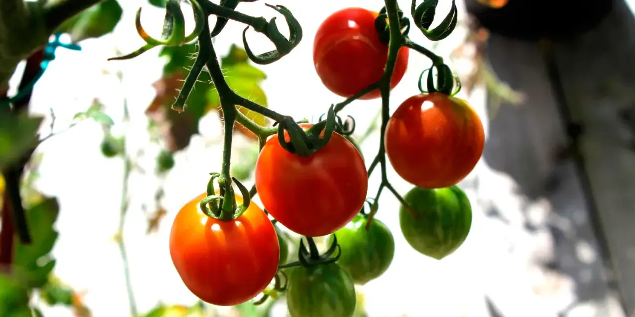 Busktomater i kruka hänger mogna och gröna. Solen lyser på de röda tomaterna som snart är redo att skördas.