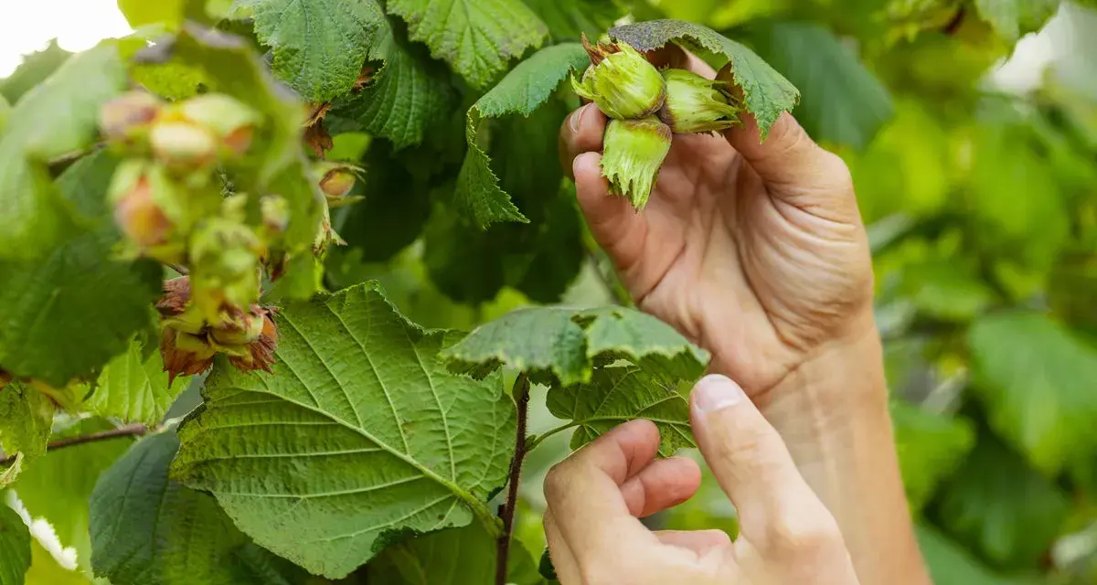 Händer plockar omogna nötter från en rödbladig hasselbuske. Gröna blad och nötter i fokus.
