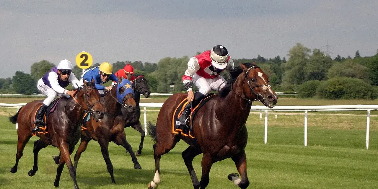 Course de chevaux : des jockeys en action sur l'hippodrome, le numéro 2 bien visible.