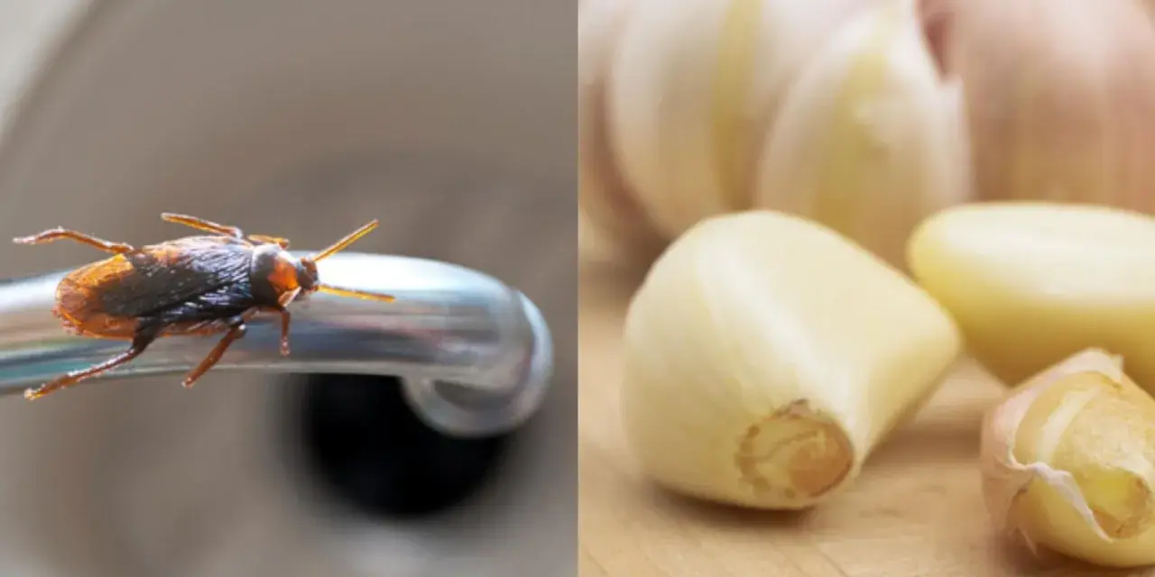 Una cucaracha en un grifo y dientes de ajo, sugiriendo una plaga de cucarachas y un remedio natural.