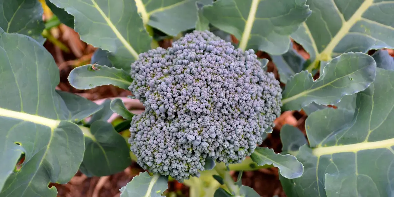 En frodig broccolihuvud omgiven av stora gröna blad. En vacker syn för alla som vill odla broccoli.
