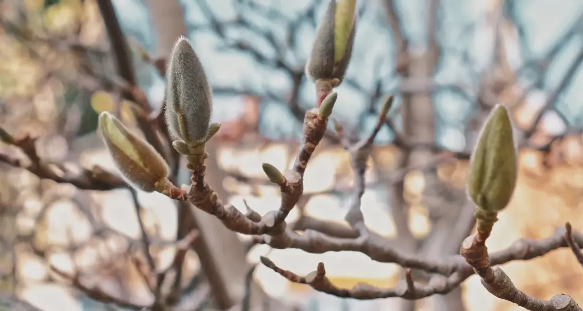 Pąki magnolii, zapowiadające wiosnę, kiedy kwitnie.